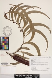 Acacia koa
