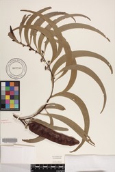 Acacia koa