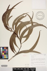 Acacia koa