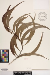 Acacia koa