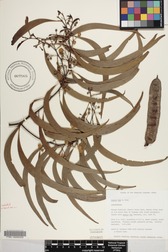 Acacia koa
