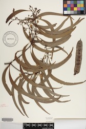 Acacia koa