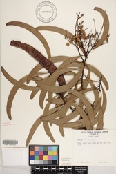 Acacia koa