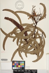 Acacia koa