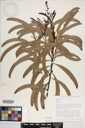 Acacia koa