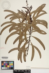 Acacia koa