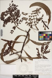 Acacia koa