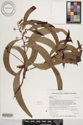 Acacia koa