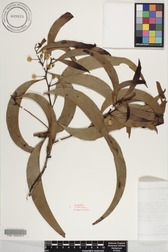 Acacia koa