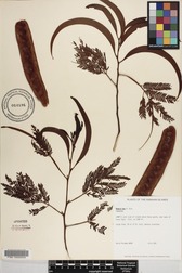 Acacia koa