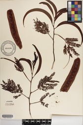 Acacia koa