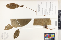Artocarpus mariannensis