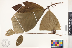 Artocarpus mariannensis