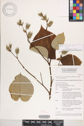 Hibiscus tiliaceus
