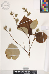 Hibiscus tiliaceus