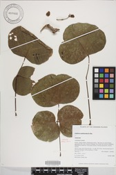 Erythrina sandwicensis