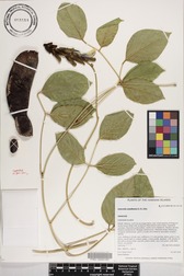 Canavalia napaliensis