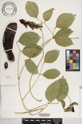 Canavalia napaliensis