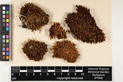 Ulota crispa image