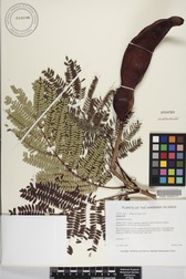 Delonix regia