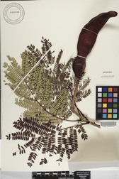 Delonix regia
