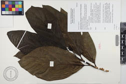 Morinda citrifolia