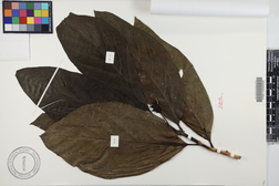 Morinda citrifolia