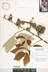 Commersonia bartramia