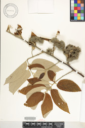 Commersonia bartramia