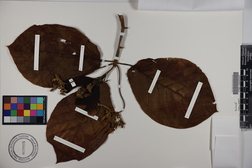 Guettarda speciosa