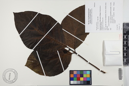 Morinda citrifolia