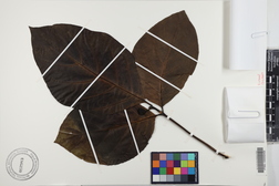 Morinda citrifolia