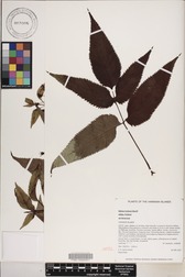 Bidens forbesii subsp. forbesii
