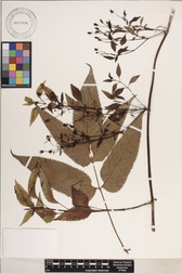 Bidens forbesii subsp. forbesii