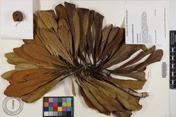 Pittosporum confertiflorum