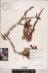 Adenium obesum