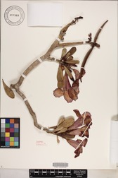 Adenium obesum