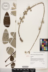 Polyscias lallanii