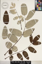 Polyscias lallanii
