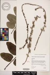 Polyscias lallanii