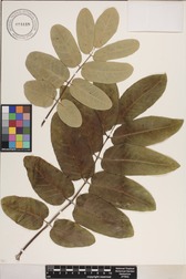 Polyscias lallanii