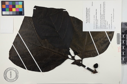 Morinda citrifolia