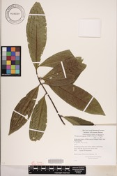 Elaeocarpus carolinensis