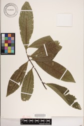 Elaeocarpus carolinensis