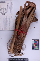 Pritchardia perlmanii