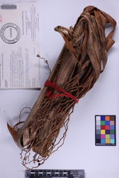 Pritchardia perlmanii