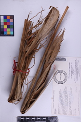 Pritchardia perlmanii