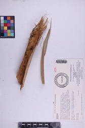 Pritchardia perlmanii