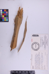 Pritchardia perlmanii