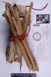 Pritchardia perlmanii